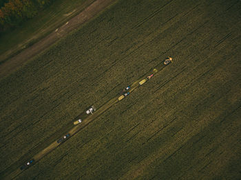 Combine harvester agriculture machine harvesting golden ripe wheat field. 