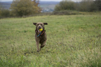 Dog on field