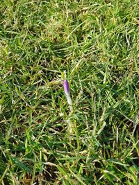 High angle view of crocus on field