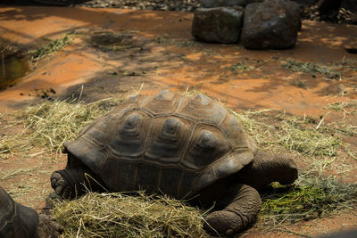 Close-up of a turtle on field