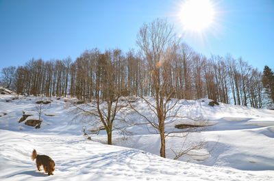 Trees on snow covered field against sky