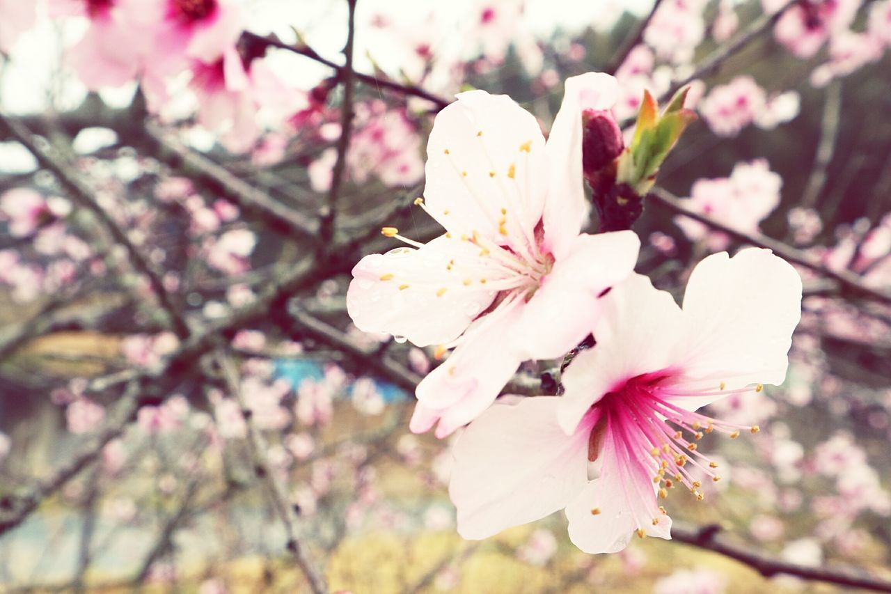 CLOSE-UP OF CHERRY BLOSSOMS ON TREE