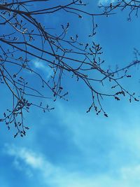 Low angle view of silhouette tree against blue sky