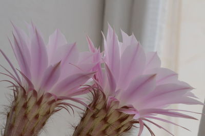 Close-up of flowers