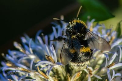 Close-up of insect on plant