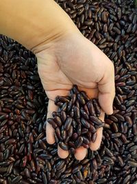 Close-up of hand holding roasted coffee beans