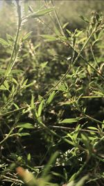 Close-up of plant growing on field