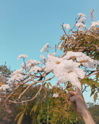 Close-up of hand holding flowering plant against sky