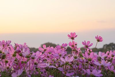 Close-up of pink flowering plants against sky during sunset