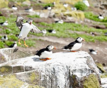 Close-up of birds perching on rock