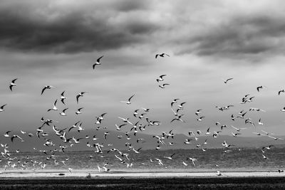 Flock of birds flying over sea