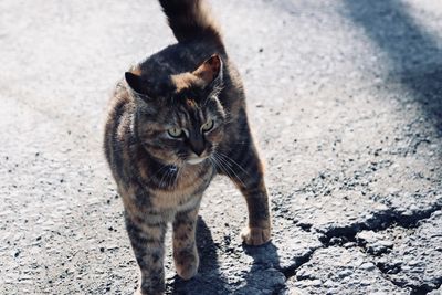 Portrait of cat sitting outdoors