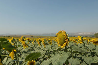 Plants growing on field against clear sky