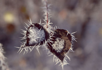 Close-up of wilted plant
