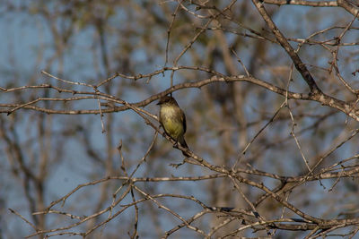 Low angle view of bird perching on bare tree