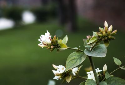 Close-up of white flowering plant