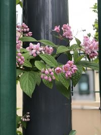 Close-up of pink flowers in vase