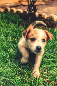 Portrait of puppy sitting on field