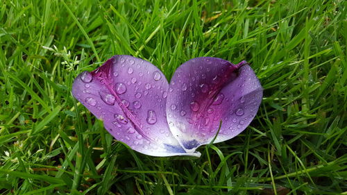 Close-up of raindrops on grass