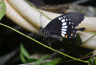 Close-up of butterfly on leaf