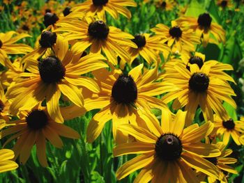 Close-up of black-eyed and yellow daisy flowers