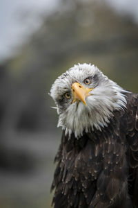 Close-up portrait of eagle against blurred background