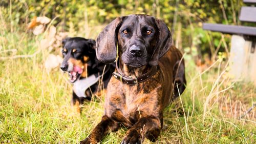 Portrait of dog sitting on field