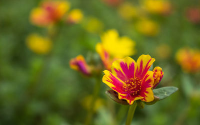 Close-up of orange flower