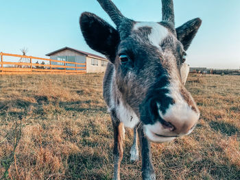 Portrait of deer