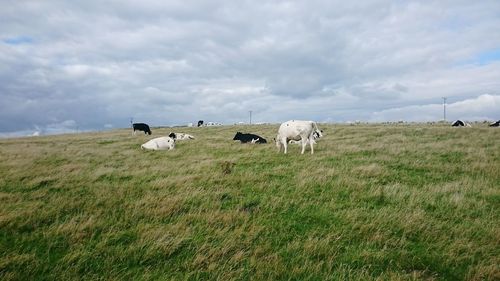 Cows grazing on field against sky
