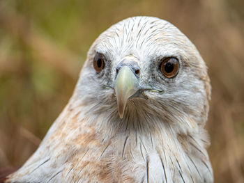 Close-up of a bird