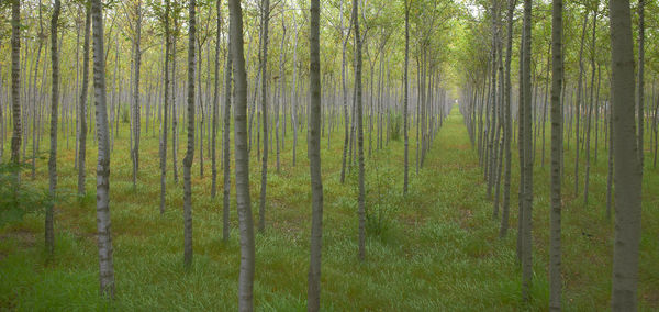 Pine trees in forest