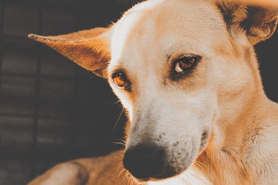 Close-up portrait of dog looking at camera