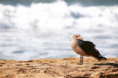 Seagull on rock in sea