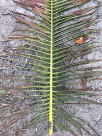 Close-up of fresh green tree