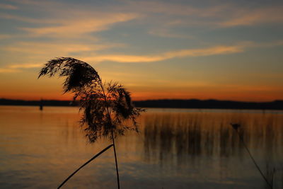 Silhouette plant by lake against sky during sunset