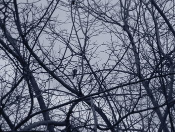 Low angle view of bare tree against sky