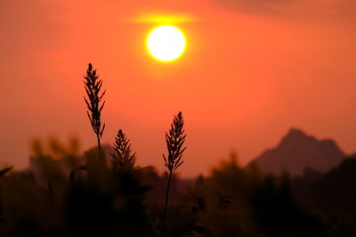 Close-up of silhouette plants against sunset sky