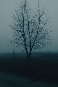 Bare tree on field against sky