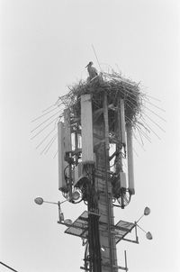 Low angle view of a bird