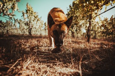 Dog standing on field