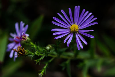 Close-up of purple flowering plant