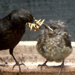 Close-up of birds eating