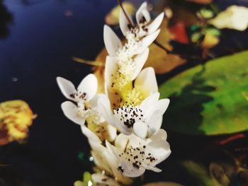 Close-up of white flowers