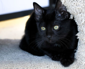 Portrait of black cat relaxing on floor