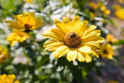 Close-up of yellow flower
