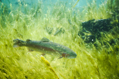 Fish swimming in aquarium