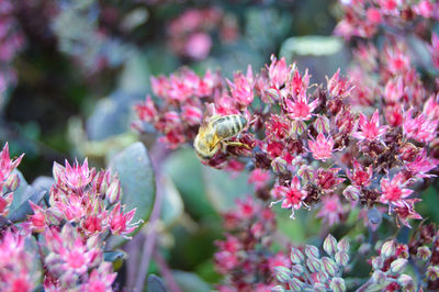 Close-up of bee pollinating on pink flowers