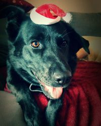 Close-up of dog lying on sofa