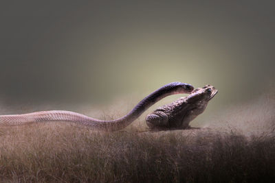 Close-up of crab on grass